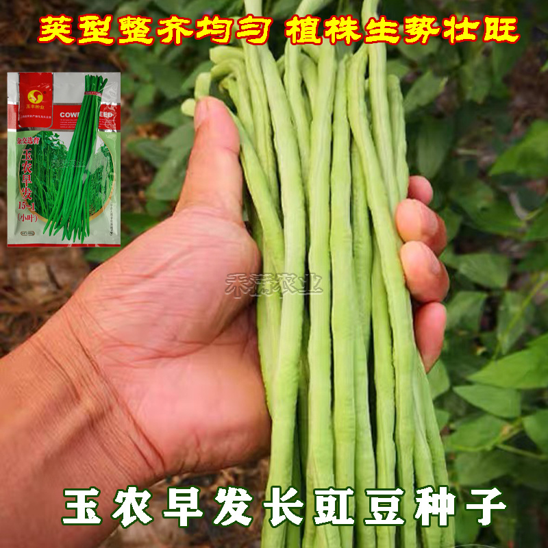 特长绿豇豆种子春秋季绿条长豆角种籽四季豆菜豆角种子