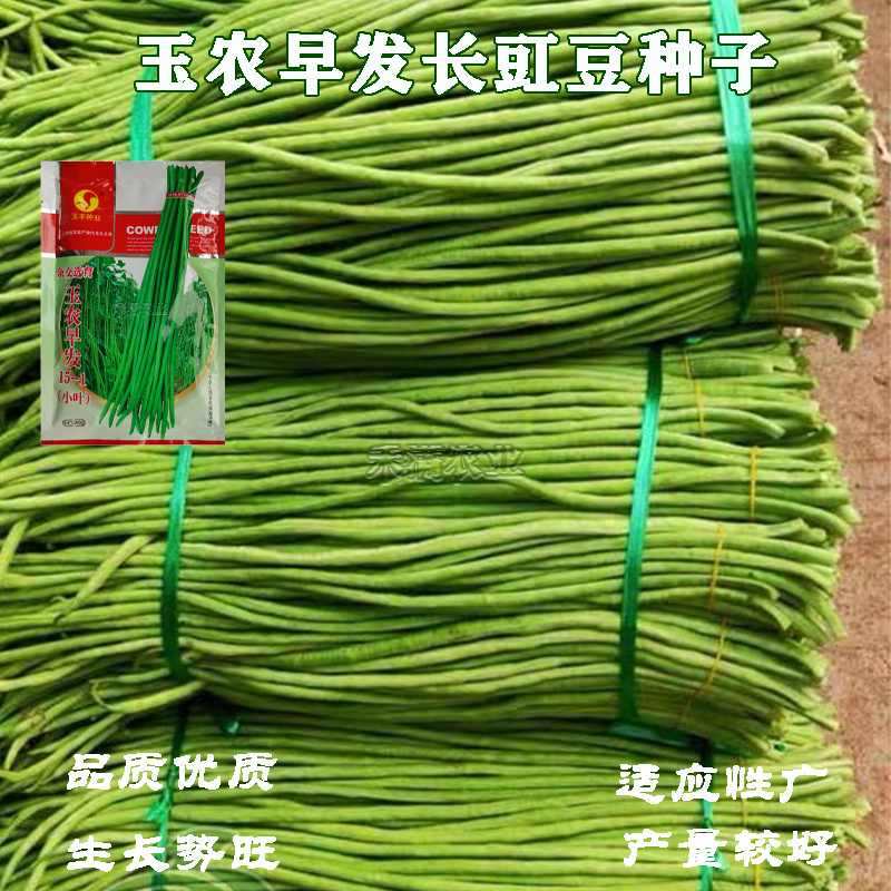 特长绿豇豆种子春秋季绿条长豆角种籽四季豆菜豆角种子