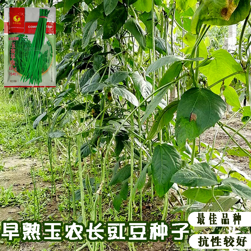 特长绿豇豆种子春秋季绿条长豆角种籽四季豆菜豆角种子