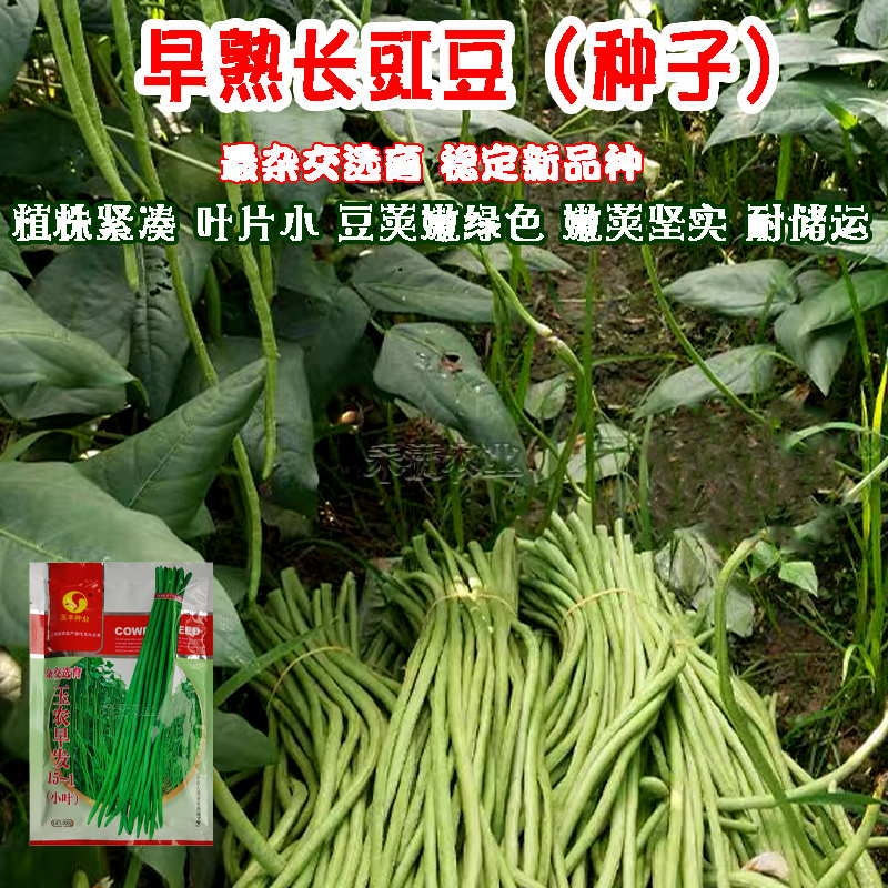 特长绿豇豆种子春秋季绿条长豆角种籽四季豆菜豆角种子