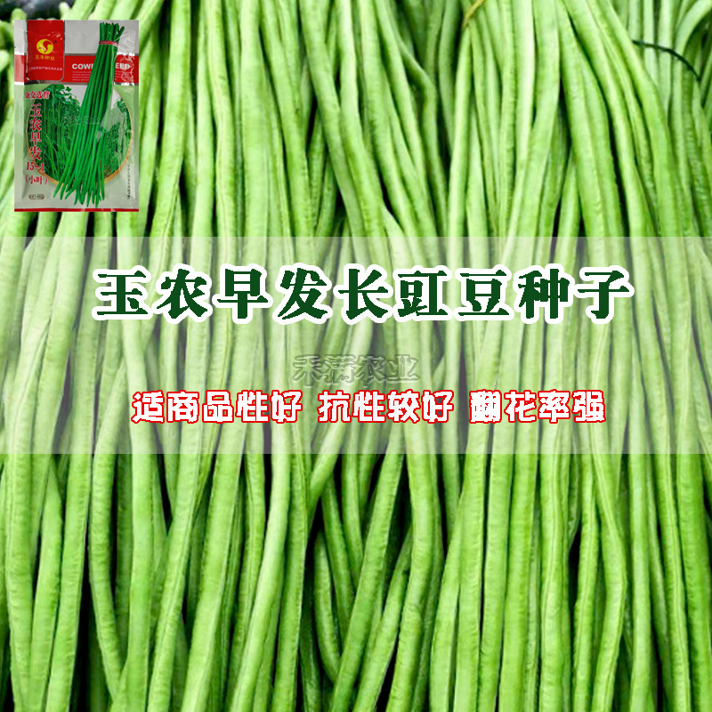 特长绿豇豆种子春秋季绿条长豆角种籽四季豆菜豆角种子