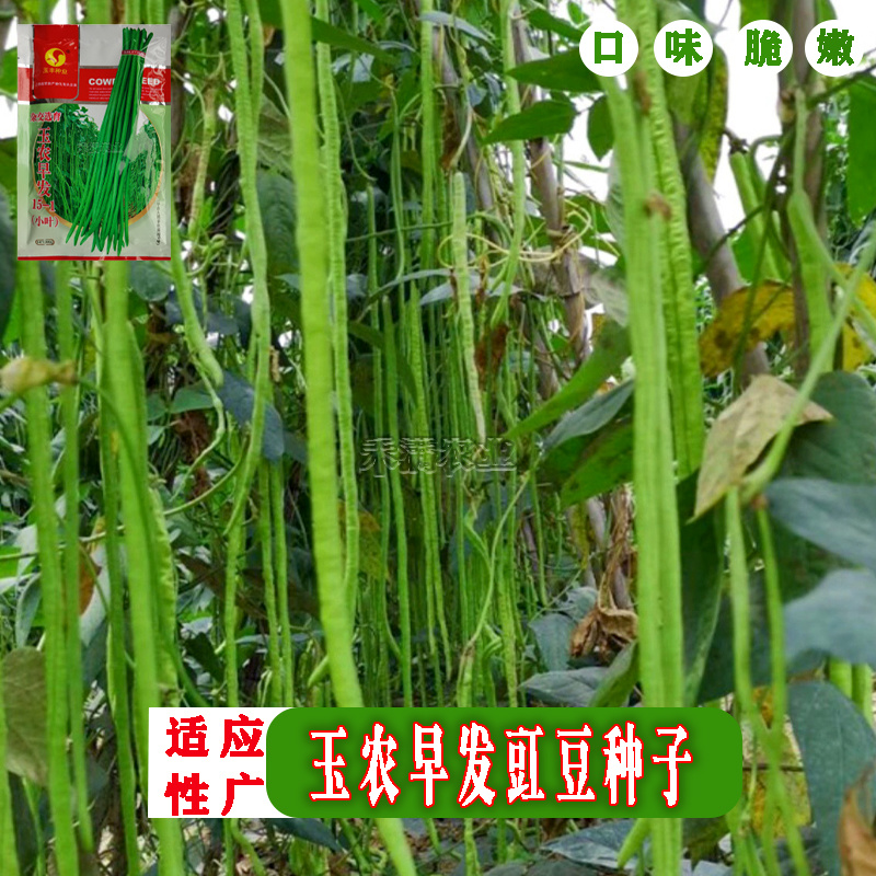 特长绿豇豆种子春秋季绿条长豆角种籽四季豆菜豆角种子