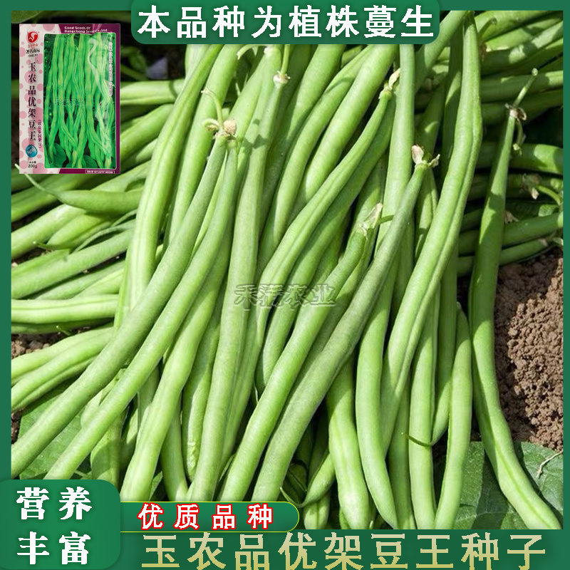 无筋架豆王种子泰国无筋豆种籽豆角长蔬菜四季豆四季豆种子