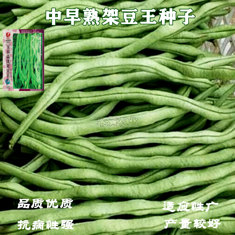 无筋架豆王种子泰国无筋豆种籽豆角长蔬菜四季豆四季豆种子
