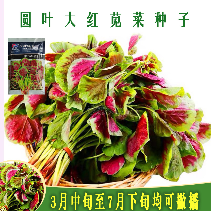 苋菜种子大全种籽菜四季野菜籽春季汉菜种孑苋菜籽苋菜种子