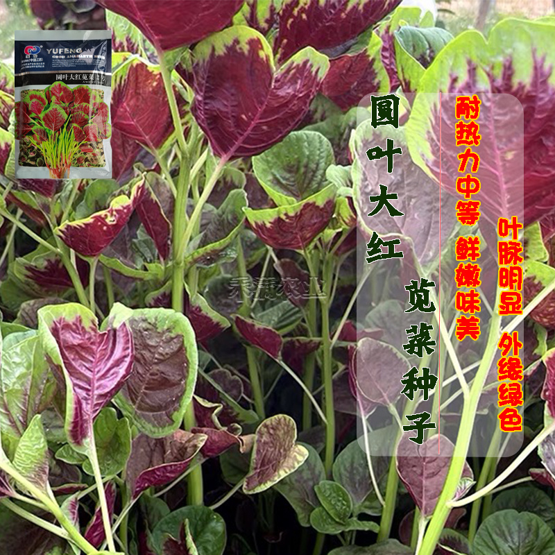 苋菜种子大全种籽菜四季野菜籽春季汉菜种孑苋菜籽苋菜种子