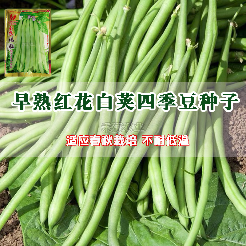 上架四季豆种子高产爬藤架豆春秋芸豆种子四季易种四季豆种子