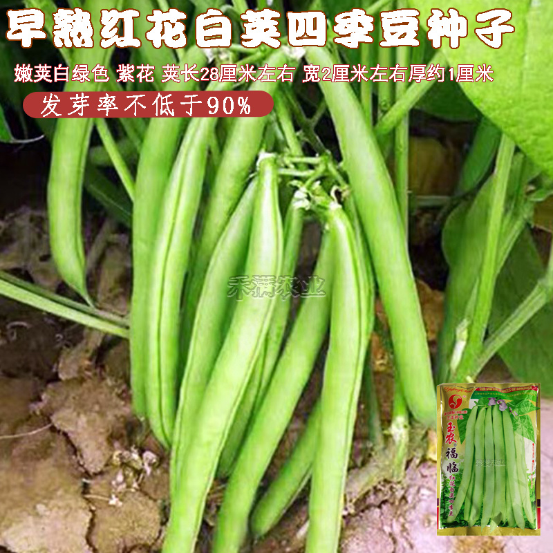 上架四季豆种子高产爬藤架豆春秋芸豆种子四季易种四季豆种子