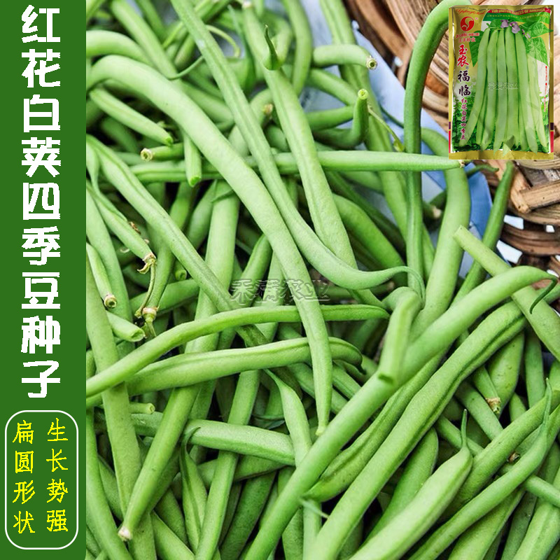 上架四季豆种子高产爬藤架豆春秋芸豆种子四季易种四季豆种子