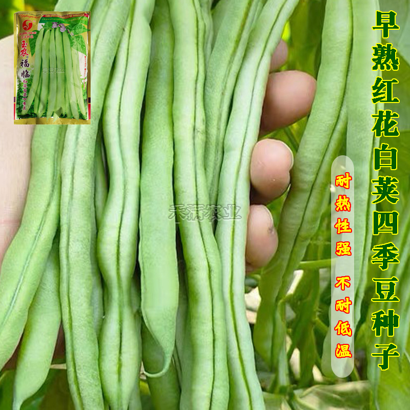 上架四季豆种子高产爬藤架豆春秋芸豆种子四季易种四季豆种子