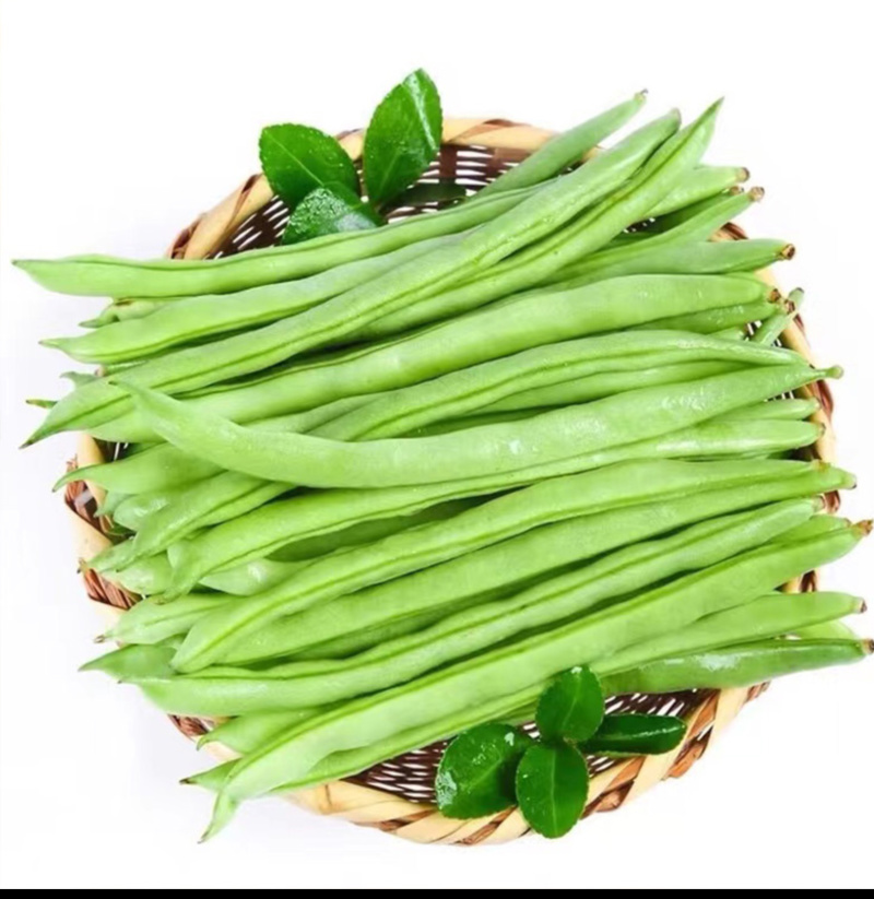 上架四季豆种子高产爬藤架豆春秋芸豆种子四季易种四季豆种子