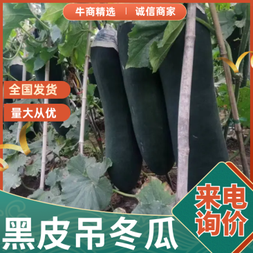 黑皮吊冬瓜大量预售带价来谈，产地一手货源可视频看货