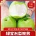 山东冠县绿宝石梨大量上市，货源充足欢迎选购，保质保量
