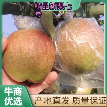 佳浩果业：新梨号大量上市，产地直供。