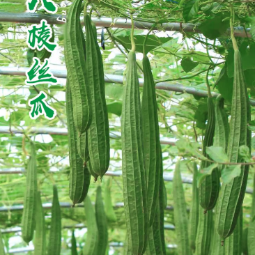 精品丝瓜苗菱角丝瓜苗产量高育苗基地直供