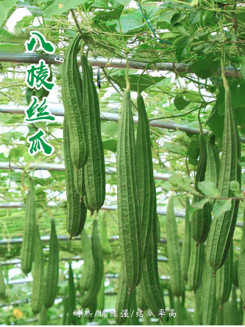 精品丝瓜苗菱角丝瓜苗产量高育苗基地直供