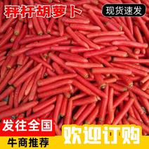 河南和陕西秤杆红萝卜、水果胡萝卜质量保证量大价优欢迎订购