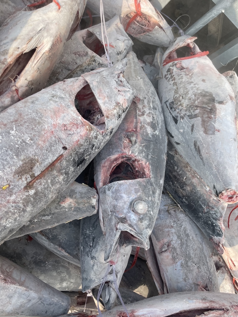 福建金枪鱼整鱼，超低温源头。规格10kg上