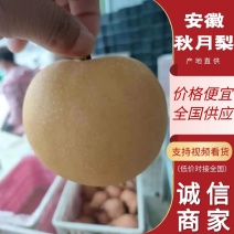 梨，砀山秋月梨，口感脆甜，皮薄汁多一手货源产地直供