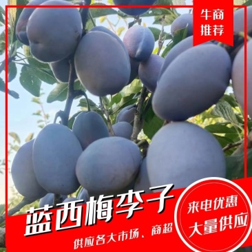 陕西西梅李子蓝西梅李子大量上市全国发货欢迎咨询