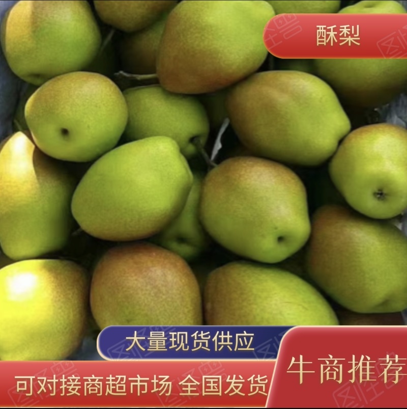 红香酥梨陕西大荔香梨价格，陕西红香酥梨价格欢迎咨询可视频