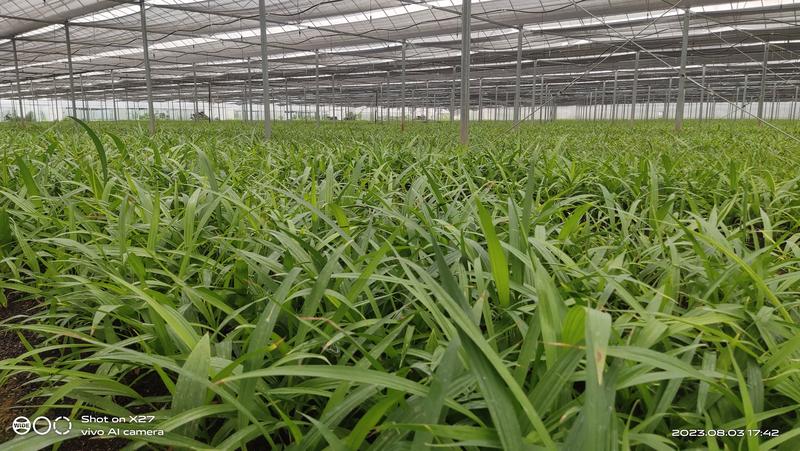 紫花三叉白芨种苗，基地发货，量大价优，精品培育
