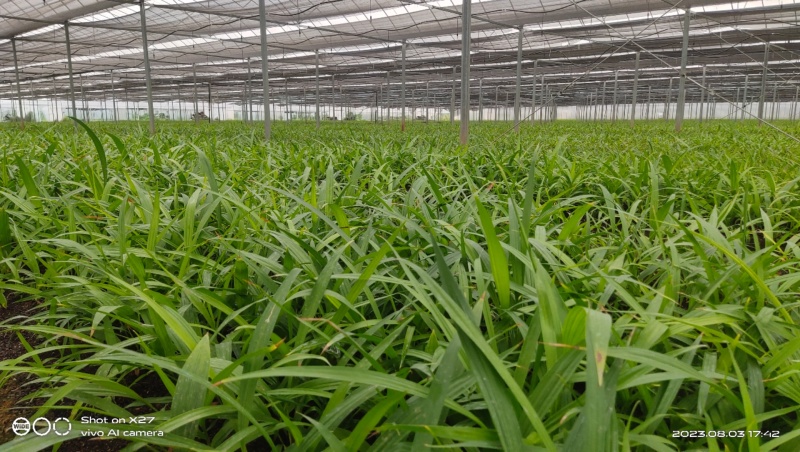 紫花三叉白芨种苗，基地发货，量大价优，精品培育