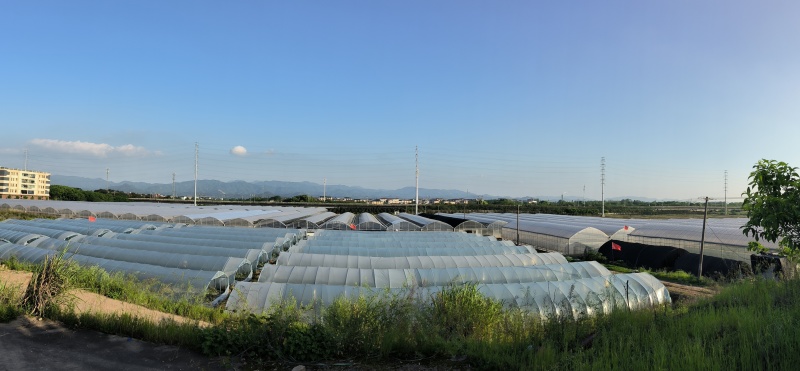 白芨种苗，紫花三叉白芨种苗，大量供应，基地直发
