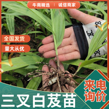 白芨种苗，紫花三叉白芨种苗，大量供应，基地直发