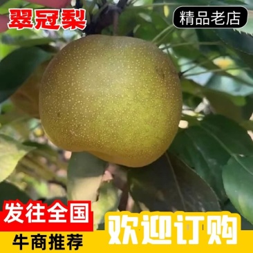 【梨】精品翠冠梨大量上市皮薄多汁！口感酥脆！