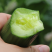 黄瓜苗水果黄瓜苗口感好产量高穴盘苗基地直供