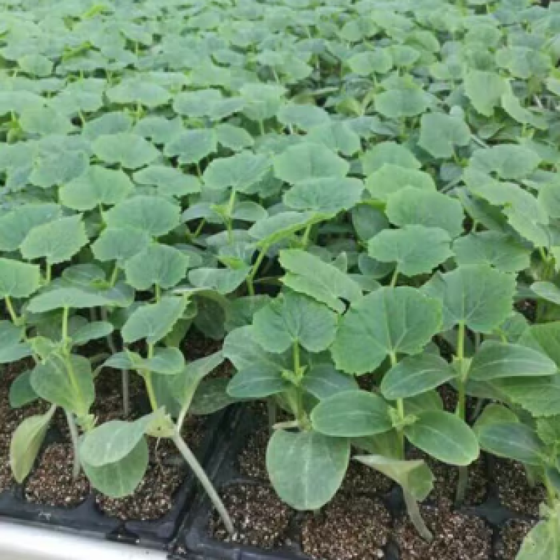 黄瓜苗水果黄瓜苗口感好产量高穴盘苗基地直供