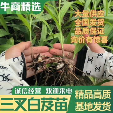 紫花三叉白芨种苗，基地发货，量大价优，精品培育