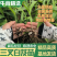 紫花三叉白芨种苗，基地发货，量大价优，精品培育