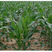 基地直发甜玉米苗玉米苗成活率高产量高基地直发