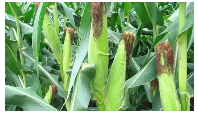 基地直发甜玉米苗玉米苗成活率高产量高基地直发