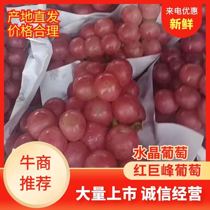 【红巨峰葡萄】水晶葡萄大量上市价格优惠全国发货品质保证