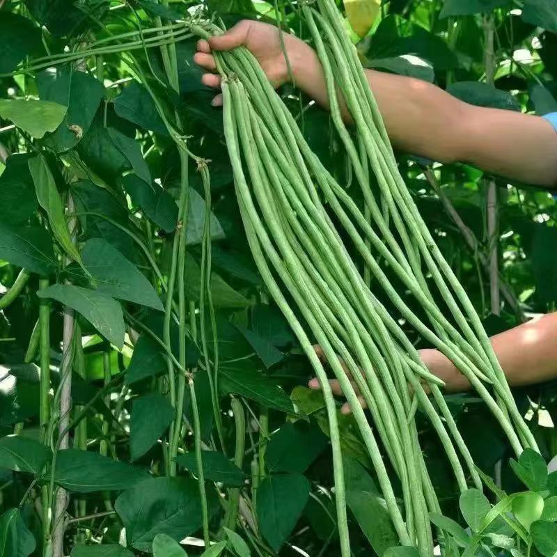 精品江苏豆角青条长豆角对接电商市场商超等,各类客户
