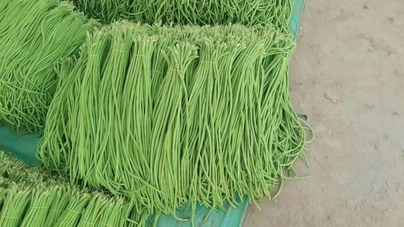 精品江苏豆角青条长豆角对接电商市场商超等,各类客户
