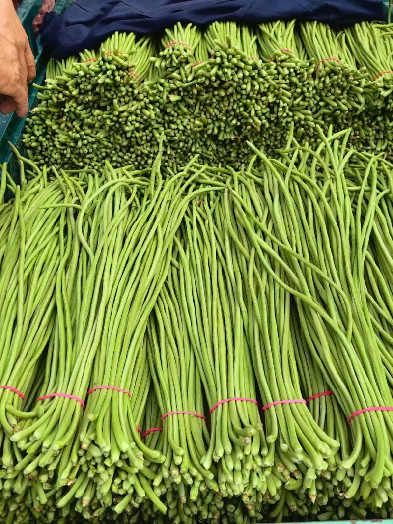 精品江苏豆角青条长豆角对接电商市场商超等,各类客户