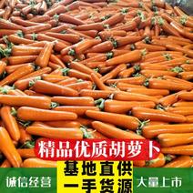 [胡萝卜]精选新鲜胡萝卜产地直发量大从优欢迎选购