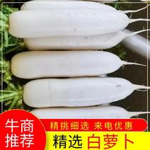 [精品白萝卜]贵州高山白萝卜大量上市可实地看货