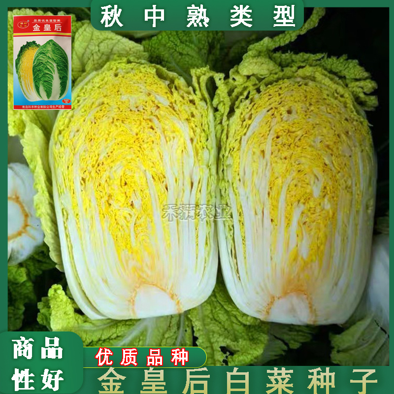 基地黄心秋大白菜种子种籽孑菜种白莱四季秋季冬季大白菜种子