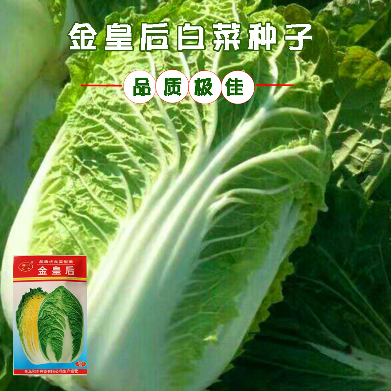 基地黄心秋大白菜种子种籽孑菜种白莱四季秋季冬季大白菜种子