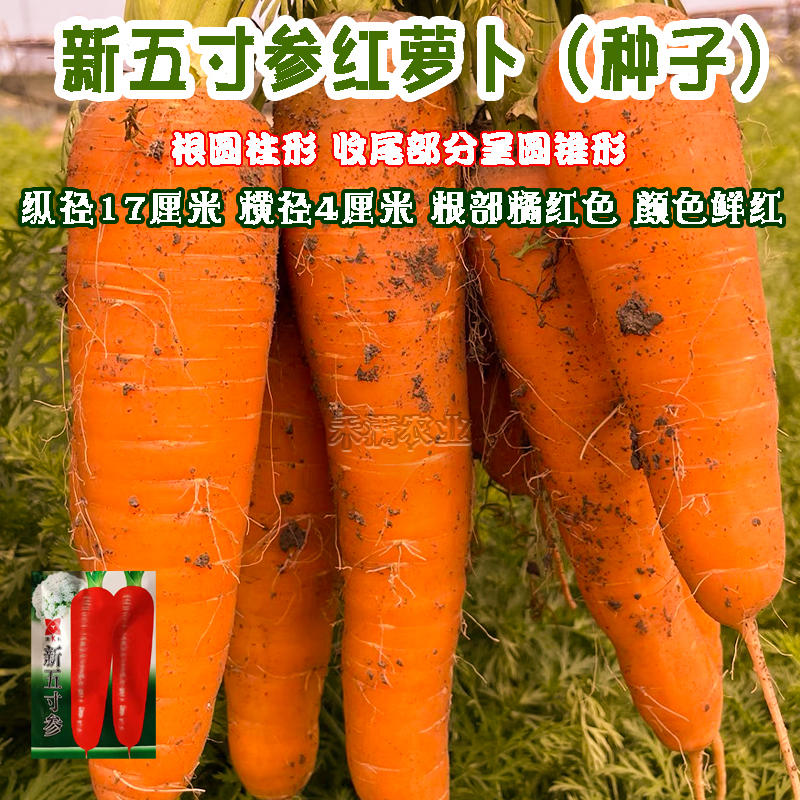 基地五寸参胡萝卜种子日本三红胡萝卜种籽萝卜春胡萝卜种子