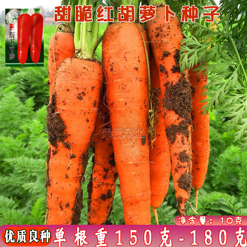 基地五寸参胡萝卜种子日本三红胡萝卜种籽萝卜春胡萝卜种子
