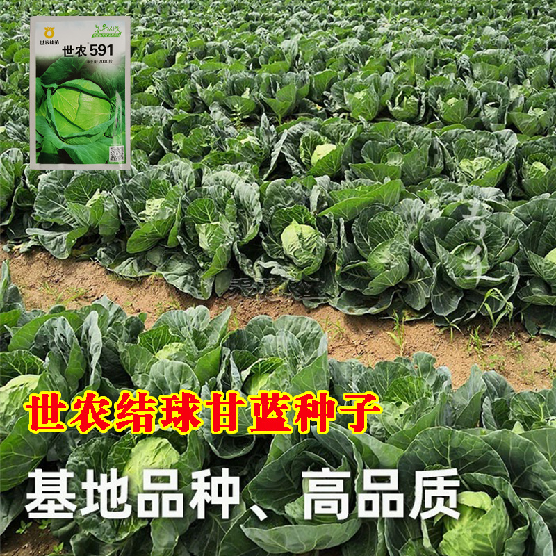 591平顶甘蓝种子高产包菜卷心菜莲花白种籽春秋甘蓝种子
