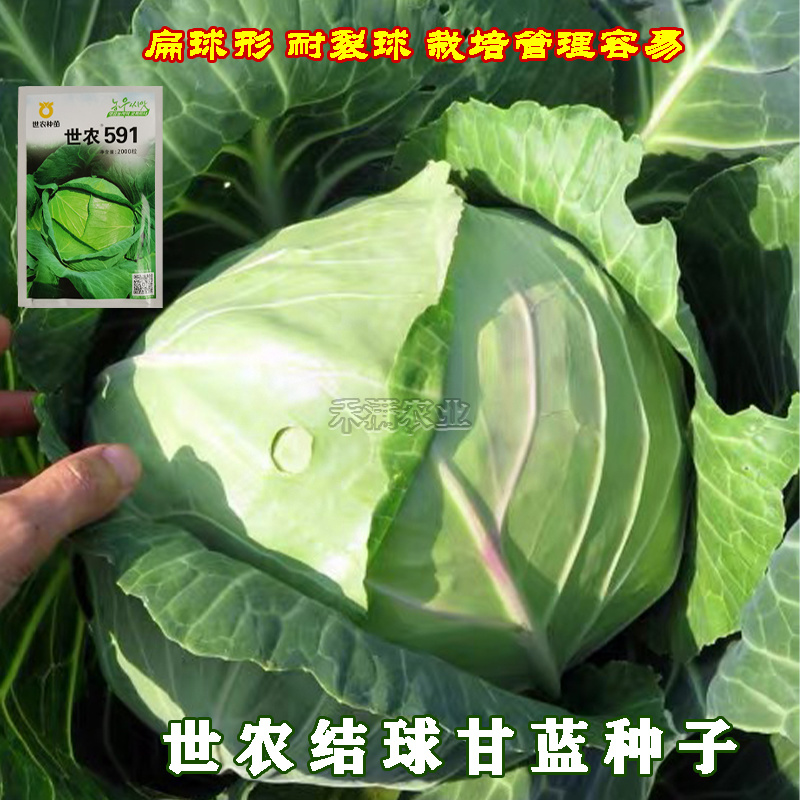 591平顶甘蓝种子高产包菜卷心菜莲花白种籽春秋甘蓝种子
