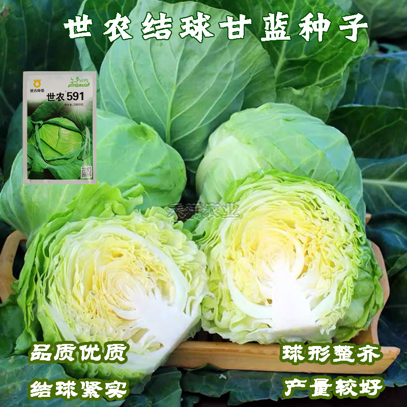 591平顶甘蓝种子高产包菜卷心菜莲花白种籽春秋甘蓝种子