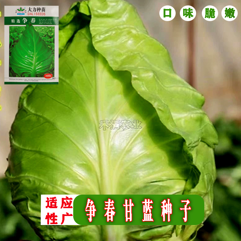 牛心甘蓝种子种籽卷心菜包心菜种孑菜籽大头菜牛心甘蓝种子